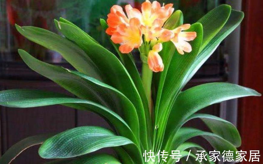 秋天给君子兰浇水，掌握一个技巧，不黄叶不烂根，长得壮开花美