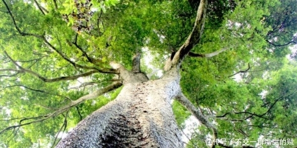 乾隆|“盗墓贼”乾隆为修陵寝,偷拿明十三陵的金丝楠木