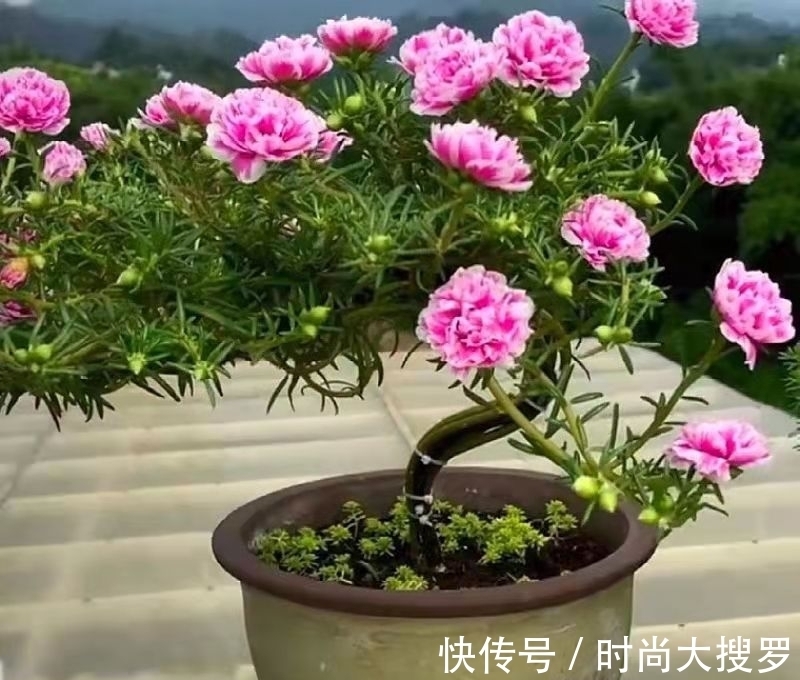 嫁接|养长寿花,用这法,1年就能成老桩,开满五色花,独特又吉祥