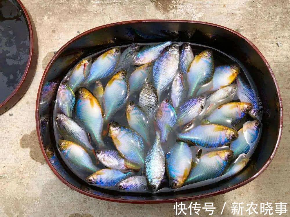 河蚌|很苦的小鱼,俗称“苦屎片”,农村小河一捞一大桶,如今5元1条
