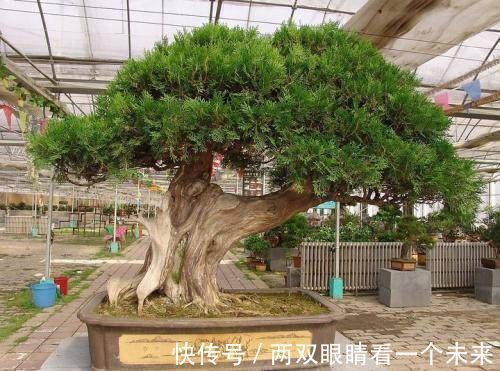 松柏类|3种名贵盆景山上遍地有,教你养护技巧,个个价值高造型佳