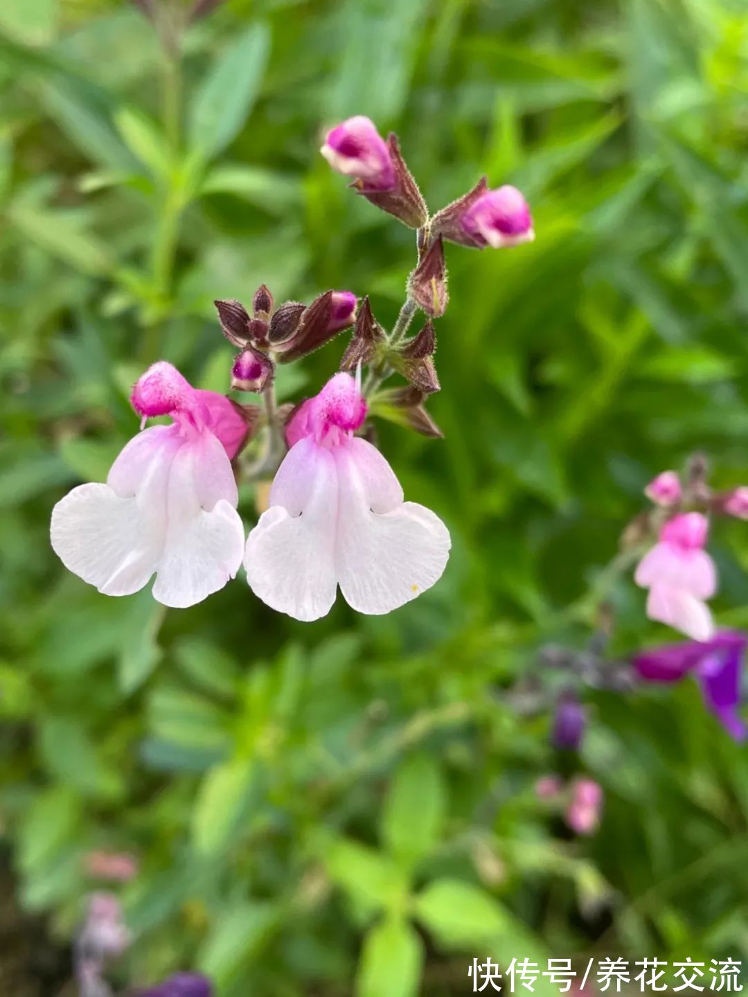 多年生|7种四季都可以养室内的开花植物，养花新手也可以尝试种几盆