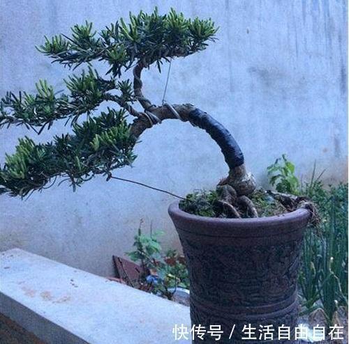 家里养花别瞎养2种花是大忌，6种花旺财还养人