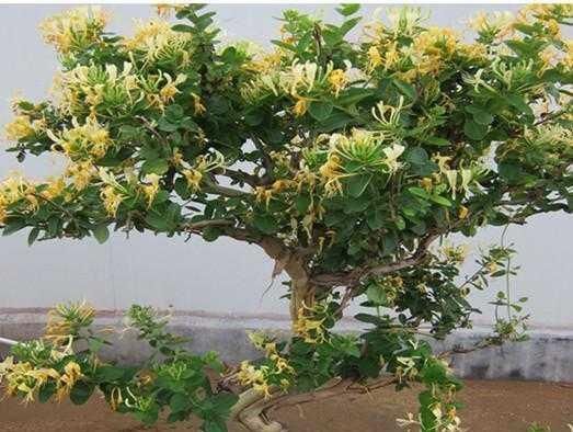 长成|不想买花就养这,随手扦插1个枝,10天发芽,能长成老桩,花芳香