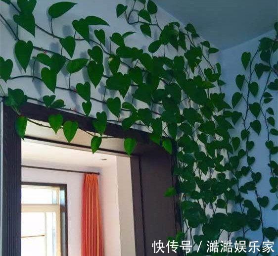叶片|绿萝越养越小改3个毛病,一会“绿瀑布”,一会“绿萝墙”