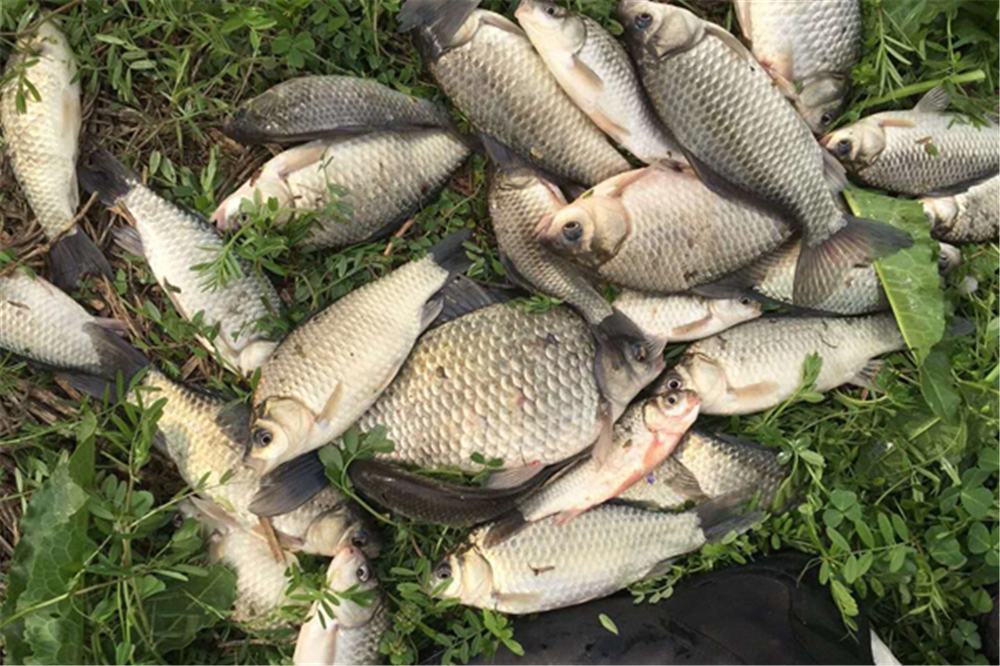 钓法|夏季到小鱼闹,初夏野钓大鲫鱼,试试这些钓法,很适合小中取大!