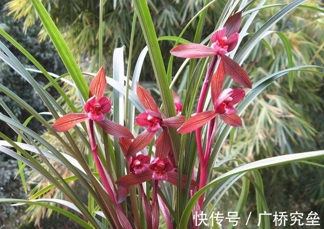 这款名贵兰花，拥有顶级花色，曾多次获奖，是无法超越的“经典”