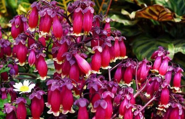 长寿|喜欢菊花,不如养盆宫灯长寿,花朵柔美高雅,一次开爆