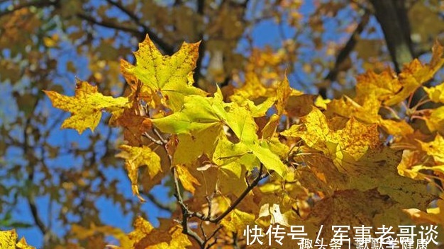 排痰|秋天是身体排痰的好季节,这样做养肺排痰,清除体内垃圾!