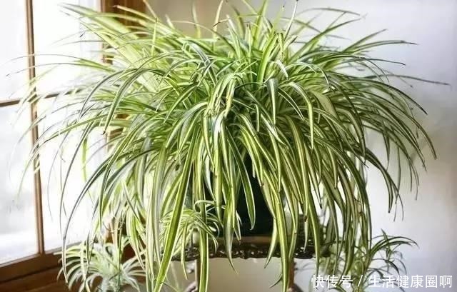 这“4种”吊兰,你肯定没见过,养一盆在家,谁见谁稀罕!