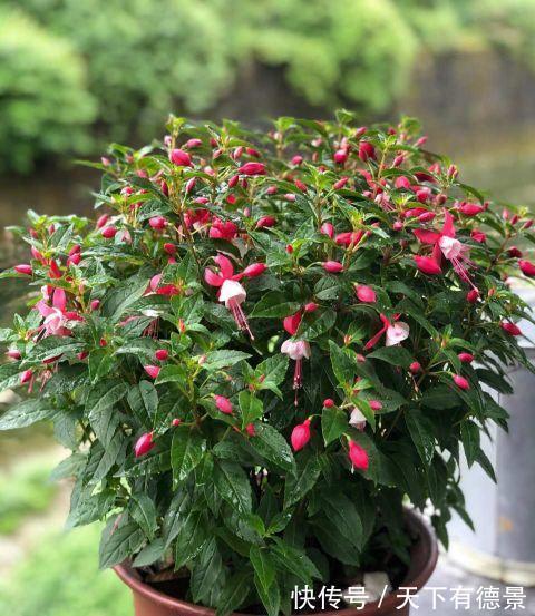 倒挂金钟|这种花，天热难活，赶紧扦插，年年都会有花开