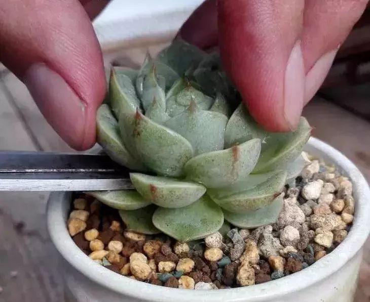 多肉修剪技巧,剪1根长1盆,再也不用在外面买了,划算