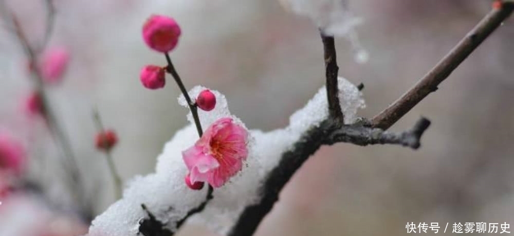 梅花|明朝一位道士见到山中的梅花，独自傲立于雪中，写下一首咏梅诗！