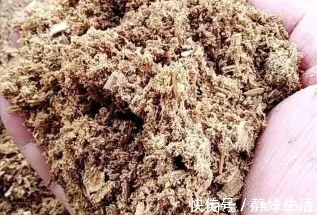 羊粪|君子兰叶子长得好看，花盆里加2种“材料”，肥力充足！