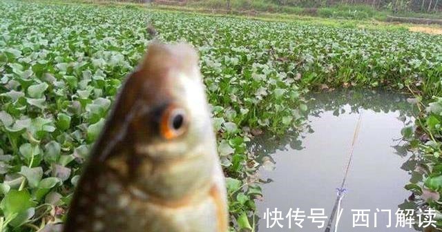 野钓时间越长,越逼近“水面鱼星泛滥,却不吃饵”的实质原因