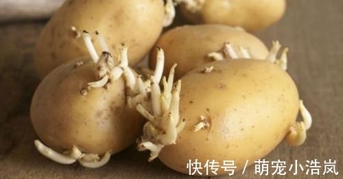 小苏打|发芽的土豆还能吃吗?原来这么多年我都误解了,记得告诉家里人