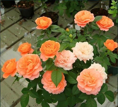 阳台再小，也要养一盆果汁阳台，上盆一个多月就有花赏