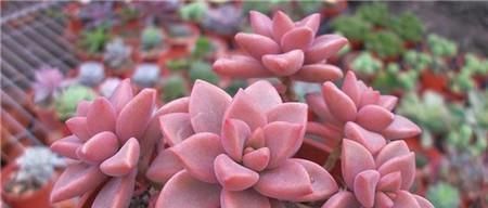 5种多肉,皮实又好养,独苗变老桩,长出状态美极了