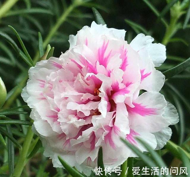 风雨兰|夏季的开花劳模，越热越开爱花，很好养，又漂亮