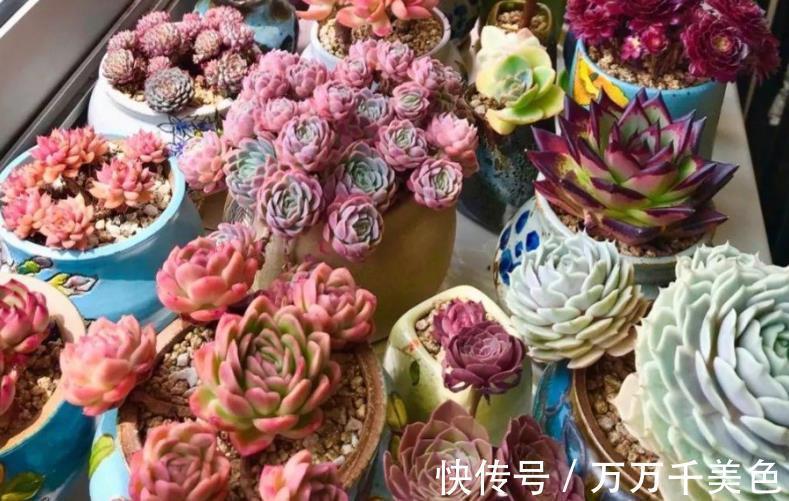 养护|室内阳台养多肉，有“2好2无奈”，一般人都会中招