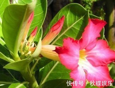 三种最耐旱的花,浇水越少越能轻松开爆盆,真是新手必备