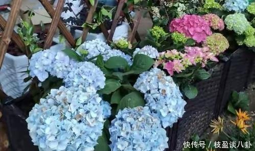 绣球花|绣球长出花苞有“三怕”,难怪黄叶不开花,现在纠正还不晚