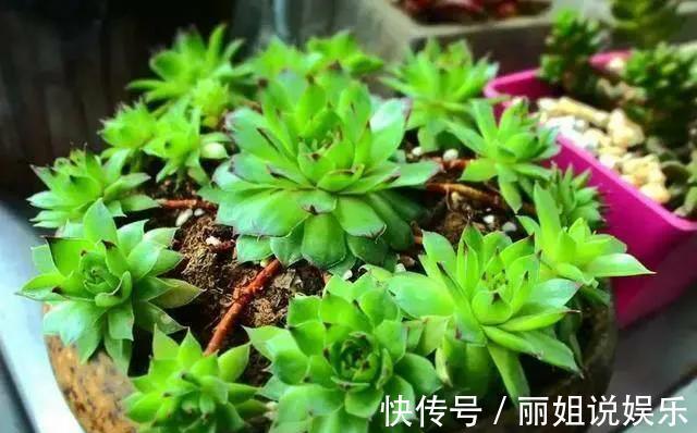 喜欢多肉就养“普货6宝”，耐寒又耐热，轻松一养就出状态