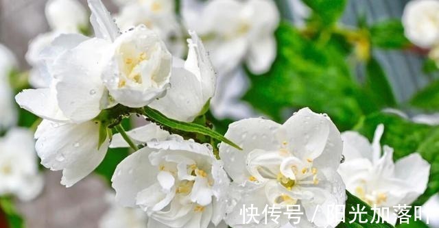 幽凉|荔枝乡里玲珑雪，来助长安一夏凉——茉莉香冷，冰姿玉骨净尘烟！