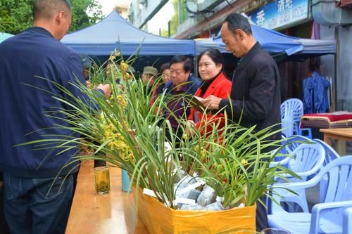 城市趣闻，你知道广元有多少人喜欢兰花？来嘉陵广场你就知道了！