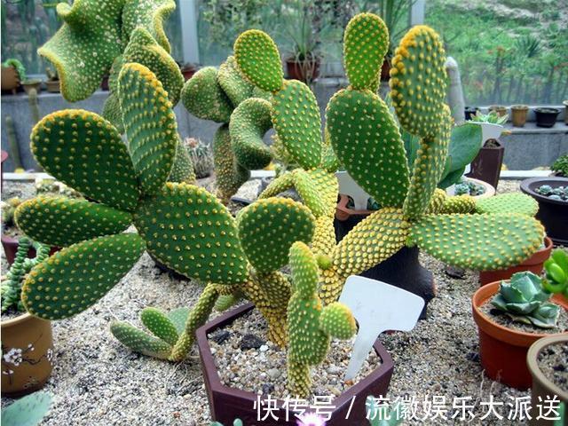 栽种|儿时种下一颗仙人掌，10年后，爷爷打来电话，现在2万都不卖！