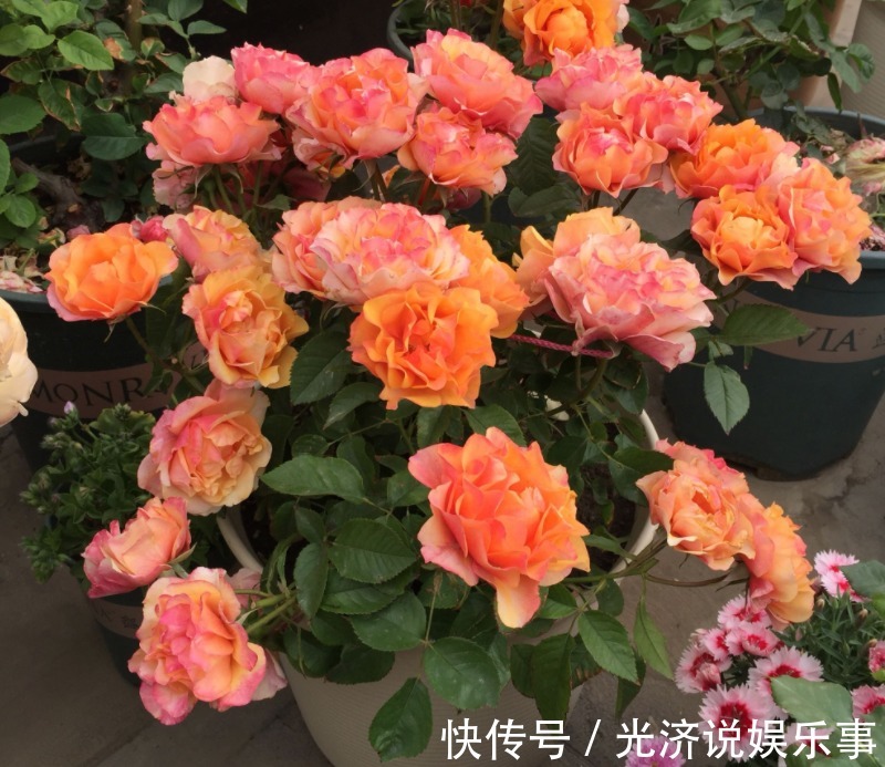 此款微型月季四季开,1次维持1个月,是开花机器里的“劳模”