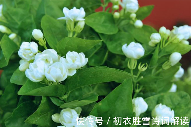 茉莉心香细雨天|夏花茉莉美诗八首赏读:著人茉莉花如雪,茉莉心香细雨天