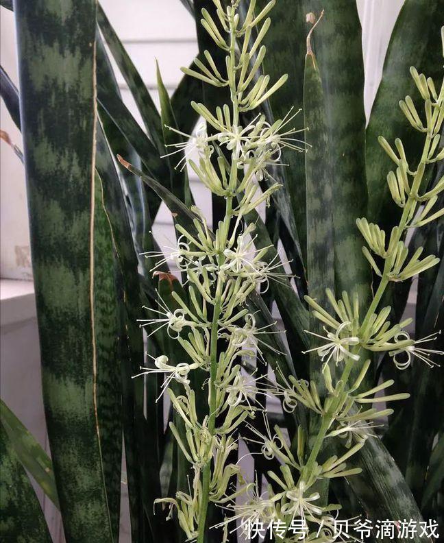 适合客厅养的“6种花”,一个比一个好养,一个比一个好看