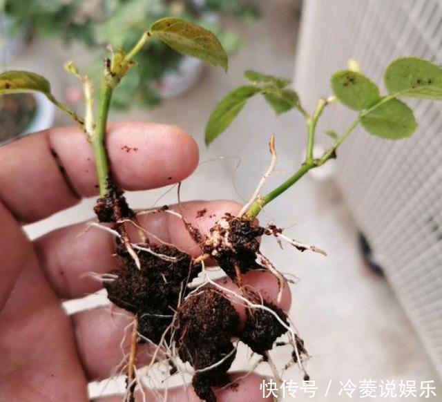 扦插|月季花扦插不生根,关键枝条没选对!枝条稍微处理,一周就生根