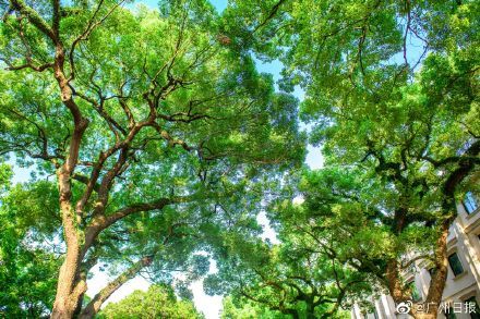 广州拟规定城市更新不砍老树 广州砍树超10株或要征求公众意见