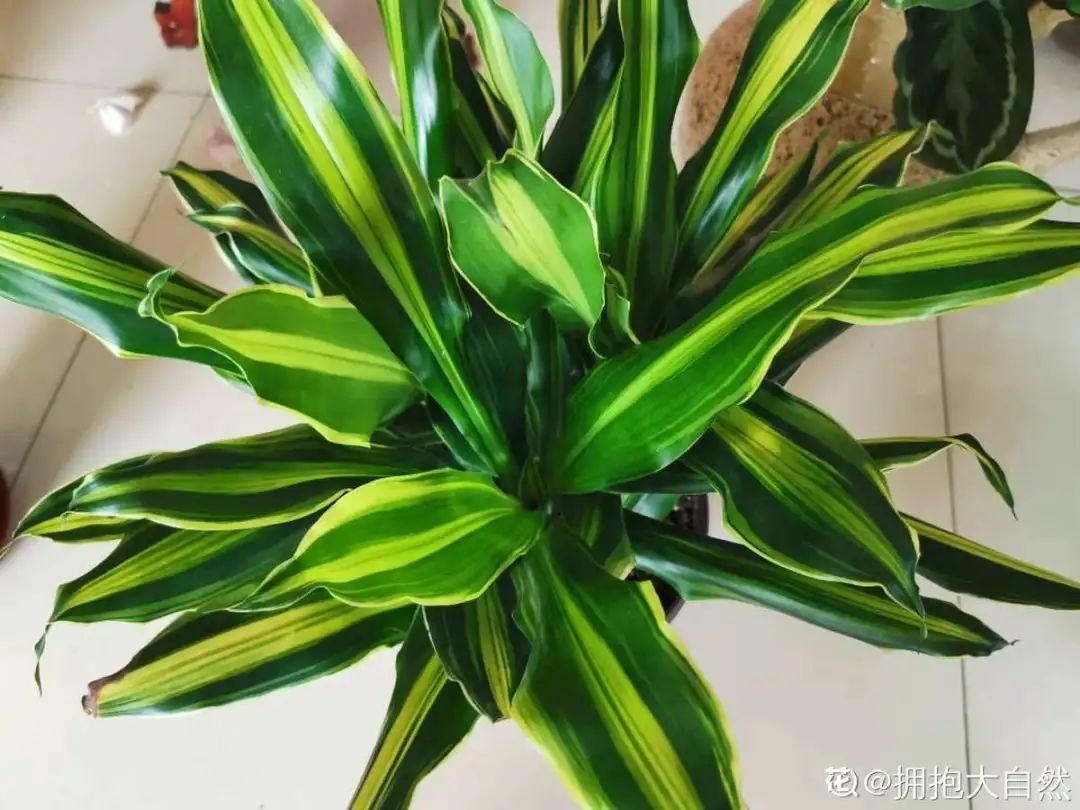 买的花总不活,秘密全在花盆里,搬起来看看才知道