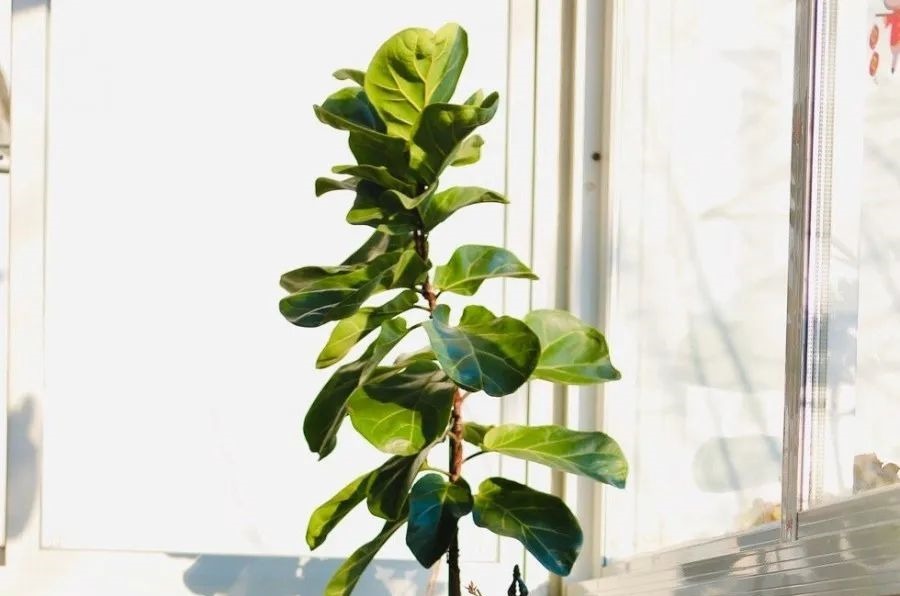 花养成光杆司令，别扔了、还有救，3天起死回生！