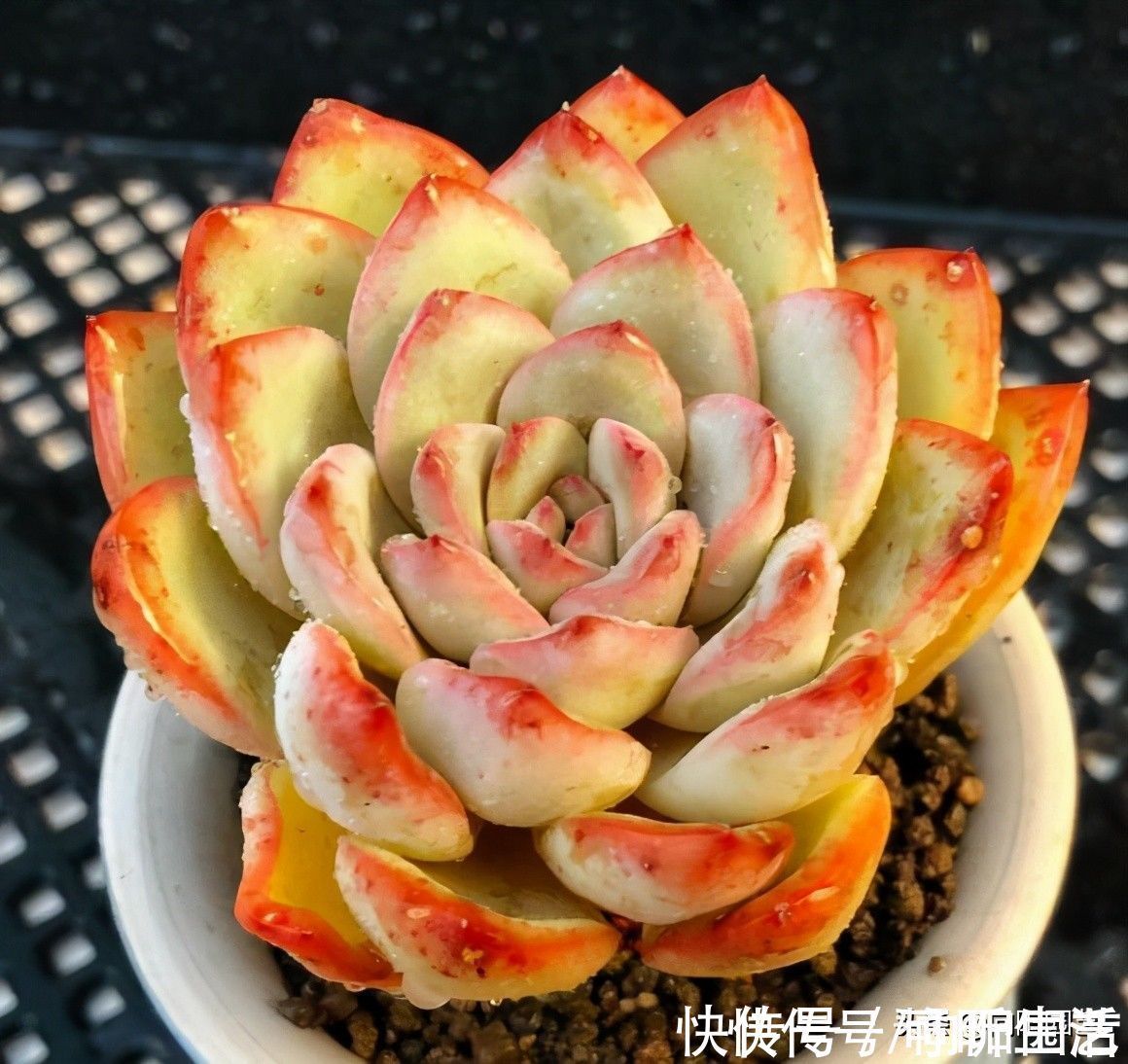 要素|养多肉入门篇,了解6大要素,养多肉很轻松,看你能不能掌握