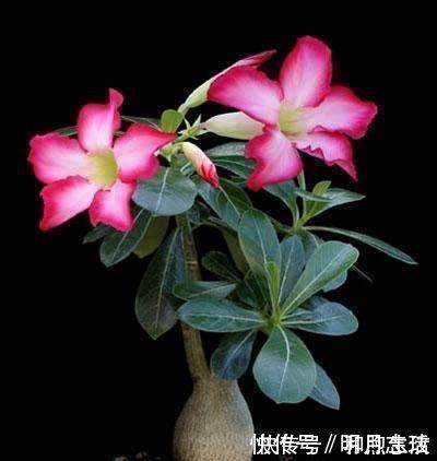 这花超耐旱，放客厅一个月不浇水，照样开满花