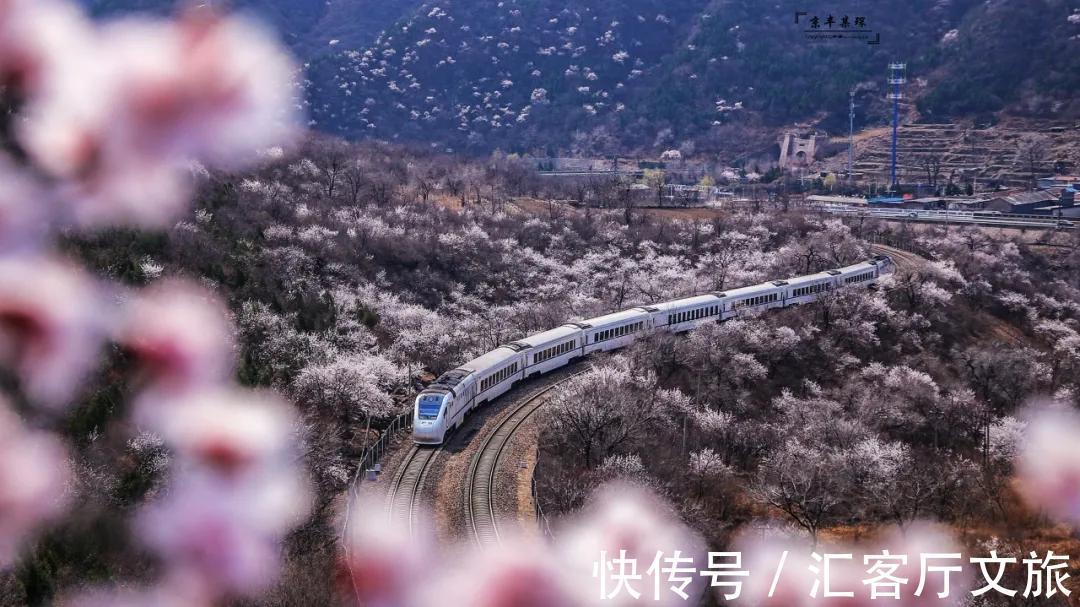 樱花|6条超美的铁路，一路美景不断，有机会一定要去坐一次！