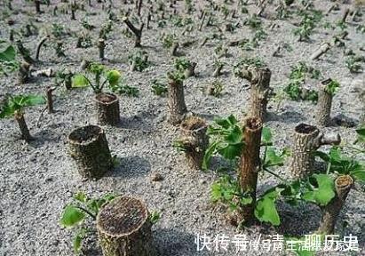 水杉|这些树被称“活化石”,还极好养,1根枝条插土里,浇水就能活