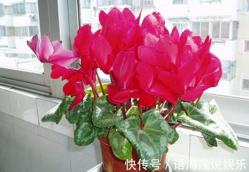 养仙客来,施肥、光照、浇水,掌握住门道,开花才又多又美