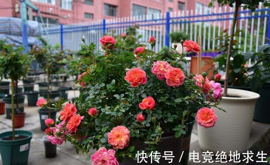 阳台养花容易长红蜘蛛,了解原因对症下药,2件事做好了事半功倍