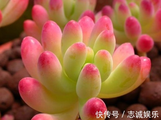 非常好养的4种多肉,养肉“新手”也能养活,盆盆都漂亮!