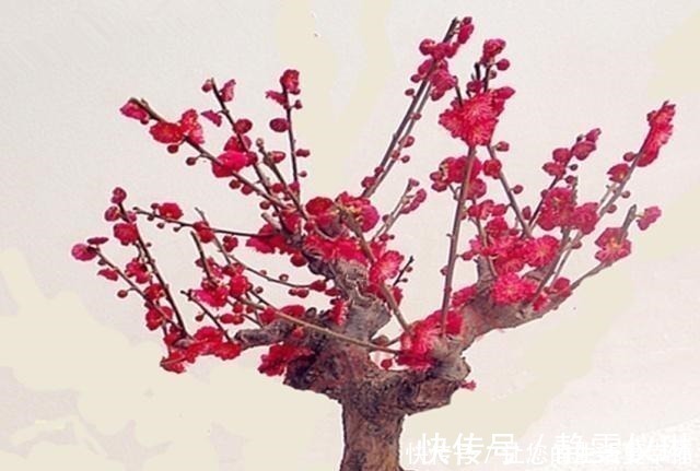 枝干|八种盆栽称为天然盆景,越养越美,越养价值越高、寿命几十年!