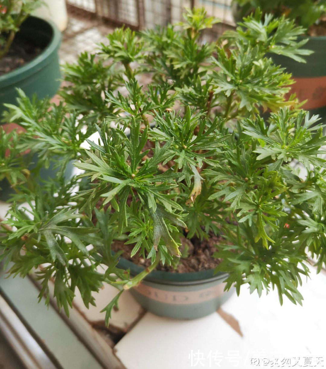 三角梅|天热要修剪的花，不剪死得快，活不过夏天