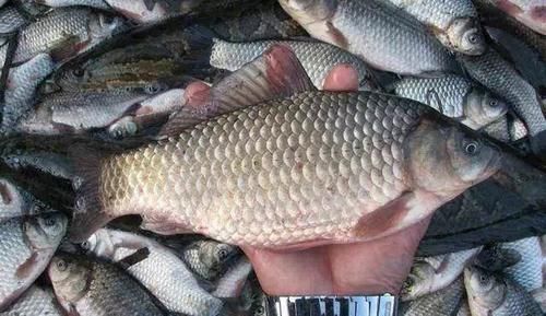 沙塘鳢|农村里才有的野味,有钱不一定能吃到,吃过的允许我叫你一声大哥