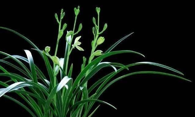 透气|花盆里埋点“它”,不烂根,不黄叶,杀菌消毒还透气,根壮花还旺