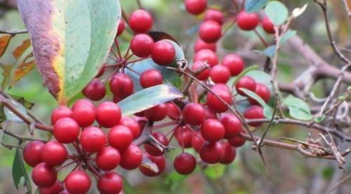 科普|它价值30元一斤,农民见到却要将其铲除,今天科普请珍惜