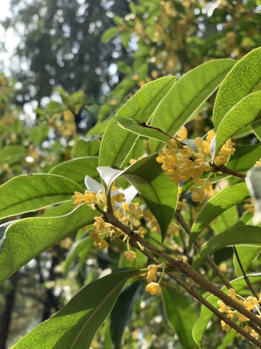 丛桂|虽迟但到！良渚古城的第一缕桂花香来了